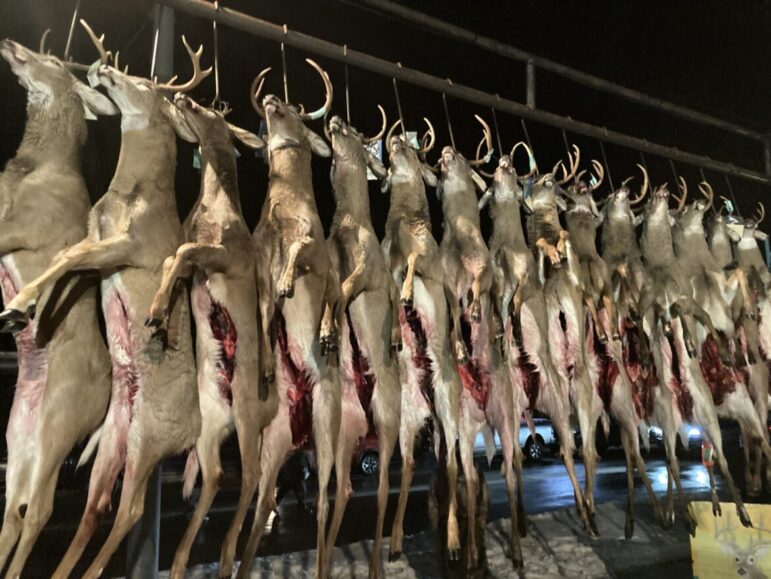 Deer hang from the scaffolding like buck pole in downtown Mancelona on the opening day of firearm deer season.