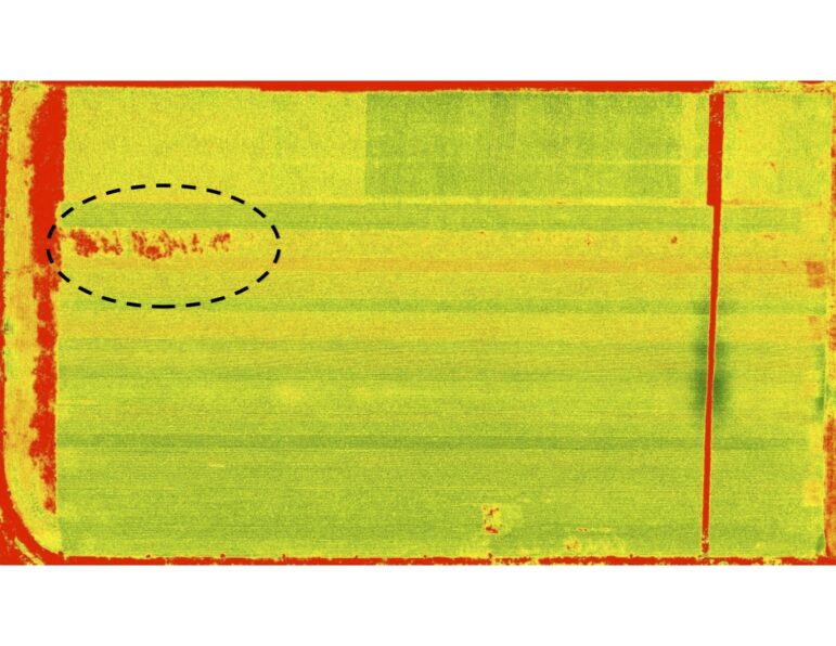 This scan shows a cornfield as seen from a drone. Green and yellow indicate healthy plants and red indicates bare soil, dead plants, or in this case, an insect infestation.