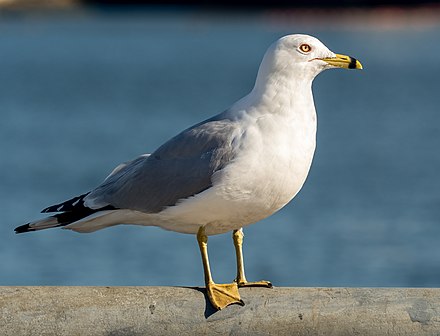 Beach-dwelling gulls, like this ring-billed gull, along the Great Lakes coasts are expanding in number and are vehicles for bacteria that can close beaches.
