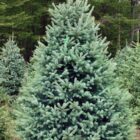 The demand for live Christmas trees from Michigan, Pennsylvania and Wisconsin is up.