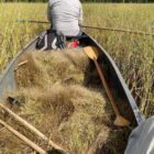 Dynamite Hill Farm owner Jerry Jondreau uses traditional methods to harvest wild rice.