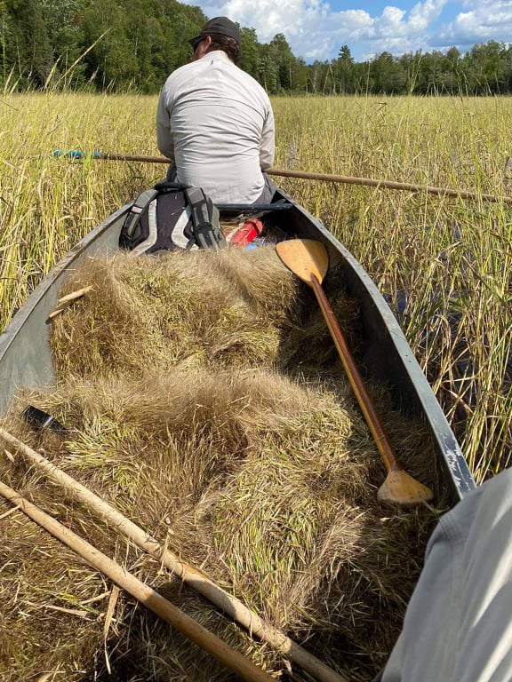 Dynamite Hill Farm owner Jerry Jondreau uses traditional methods to harvest wild rice.