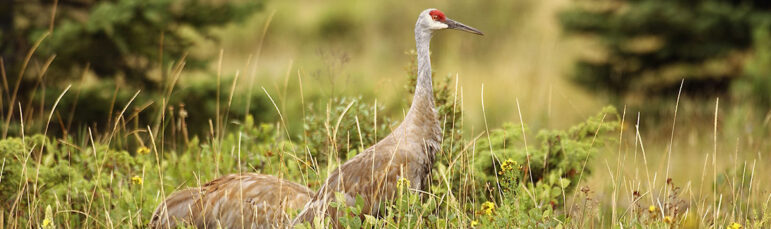 A pair of eastern sandhill cranes keep a lookout for predators. These birds normally stay together unless one dies, in which case they’ve been known to start other family groups.