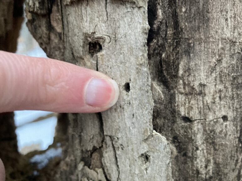 Derek Shiels points to an old emerald ash borer exit hole on a dead ash stump at the Charles Ransom Nature Preserve in Charlevoix County.