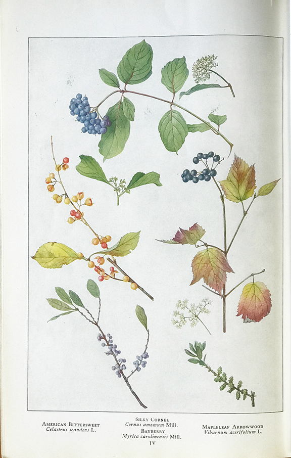 Mary E. Eaton’s illustrations pf American bittersweet, silky cornel, bayberry and maple leaf arrowwood in the February 1919 issue of National Geographic.