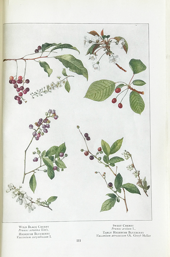 Mary E. Eaton’s illustrations of wildblack cherry, highbush blueberry, sweet cherry and early highbush blueberry in the February 1919 issue of National Geographic.