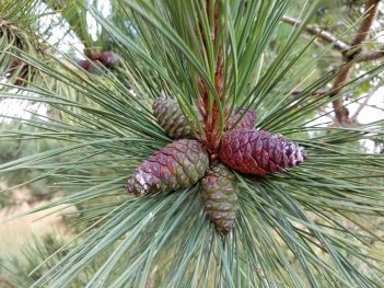 Cones on a red pine