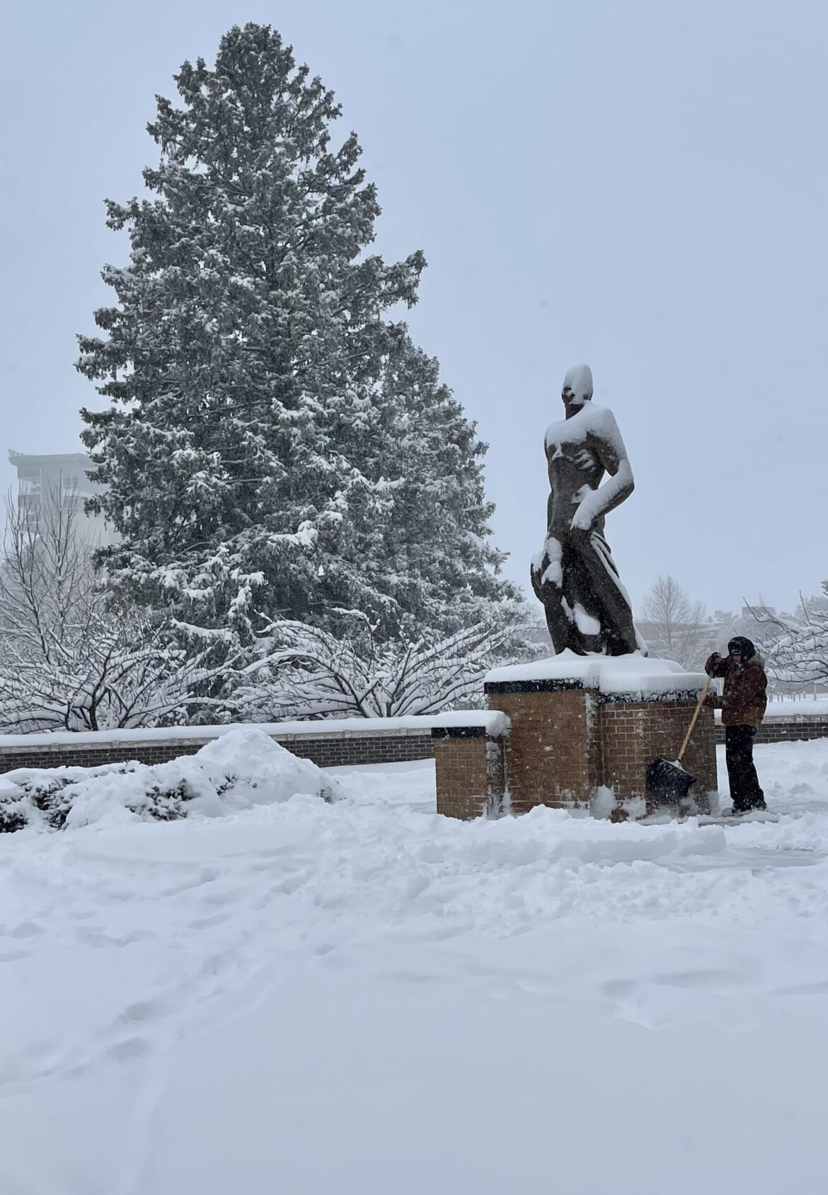 Man shovels around Sparty statue on MSU campus.