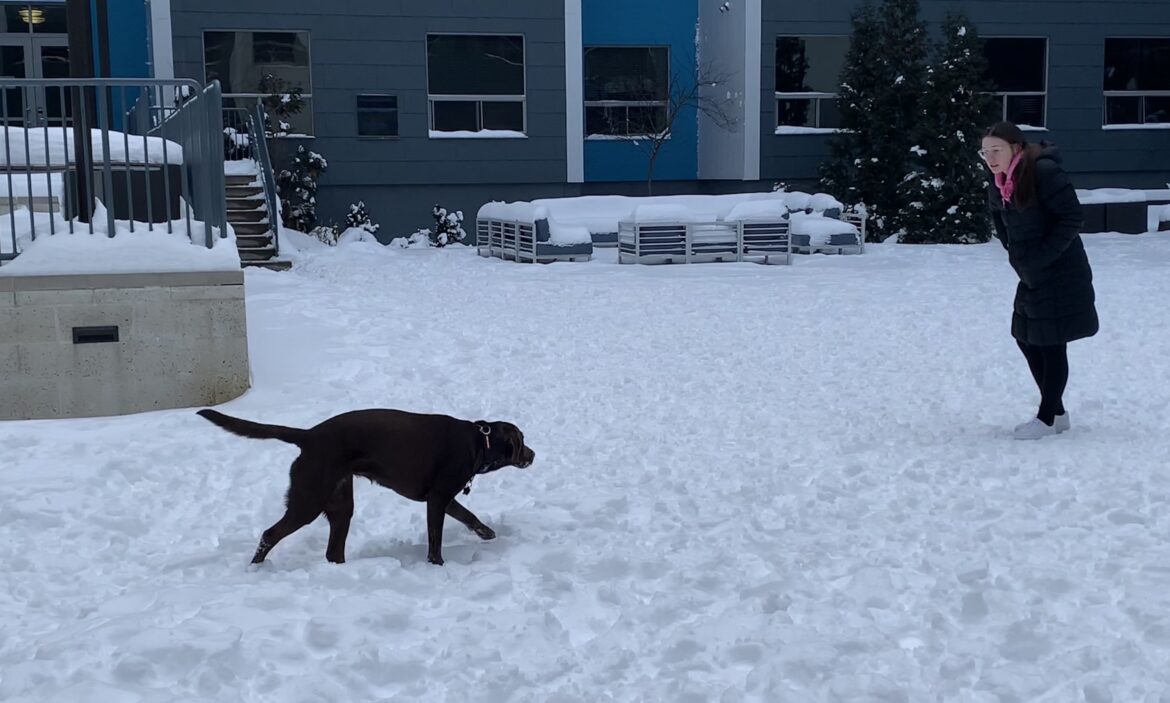 Woman and dog play in snow.