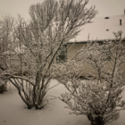 Snowy tree in backyard