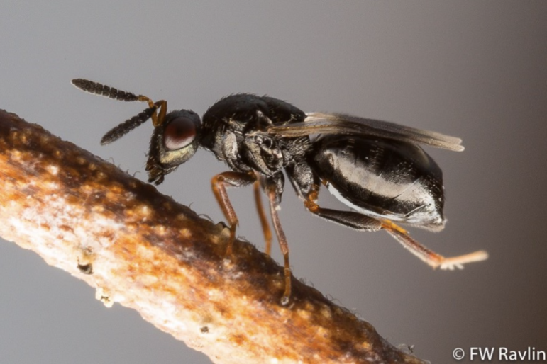 Stem gall wasp, a native pest, threatens Michigan’s blueberry production.