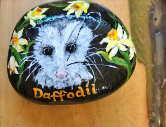 Rock painted as a opossum