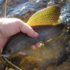 Angler releasing an arctic grayling (Thymallus arcticus) while showing off its sailfin