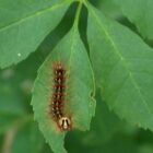 The spongy moth caterpillar was renamed after its old name, gypsy moth, was banned as an ethnic slur