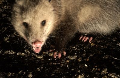 This original IdentiFriday post from Feb. 18 received over 900 comments. Pictured is an opossum.