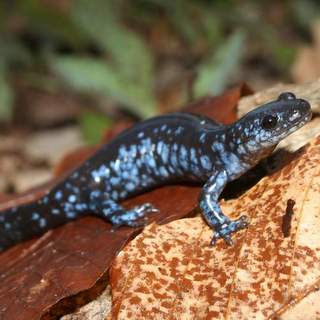 Blue-spotted salamander.