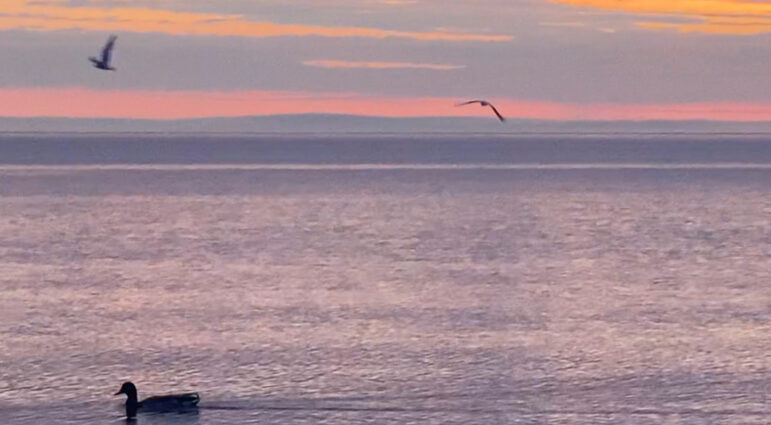 Duck and bird flying at sunrise on Lake Michigan