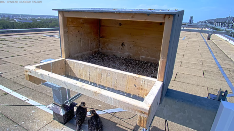 A nest box on the roof of Spartan Stadium is seen via a MSU Fisheries Club YouTube livestream