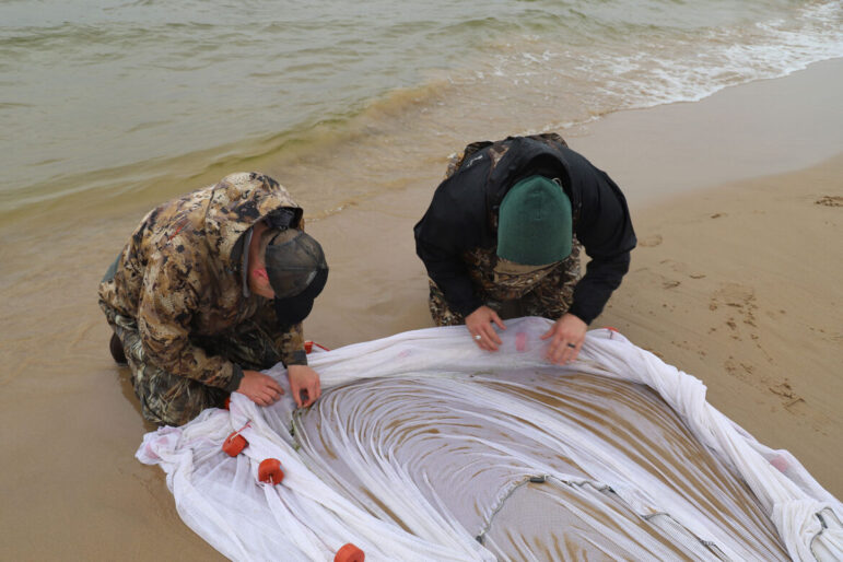 Jeff Elliott and Aaron Dunnuck collect juvenile lake whitefish from a seine net