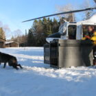 The wolf known as 016M is released on Isle Royale in March 2019 after being transported from Ontario