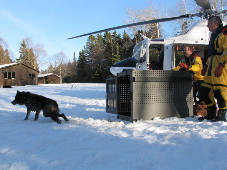 The wolf known as 016M is released on Isle Royale in March 2019 after being transported from Ontario