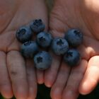 Writer Danielle James holds a handful of blueberries she picked.