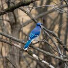 A blue jay, which often mimics the call of a red-tailed hawk.