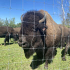 A bison looks through the fence at David Kirby’s ranch on the Leelanau Peninsula.