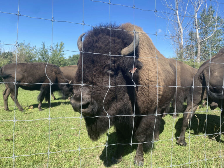 A bison looks through the fence at David Kirby’s ranch on the Leelanau Peninsula.
