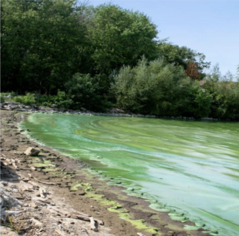 A state goal is to reduce phosphorus by 40% by 2025, to combat algal blooms, like this one in Lake Erie.
