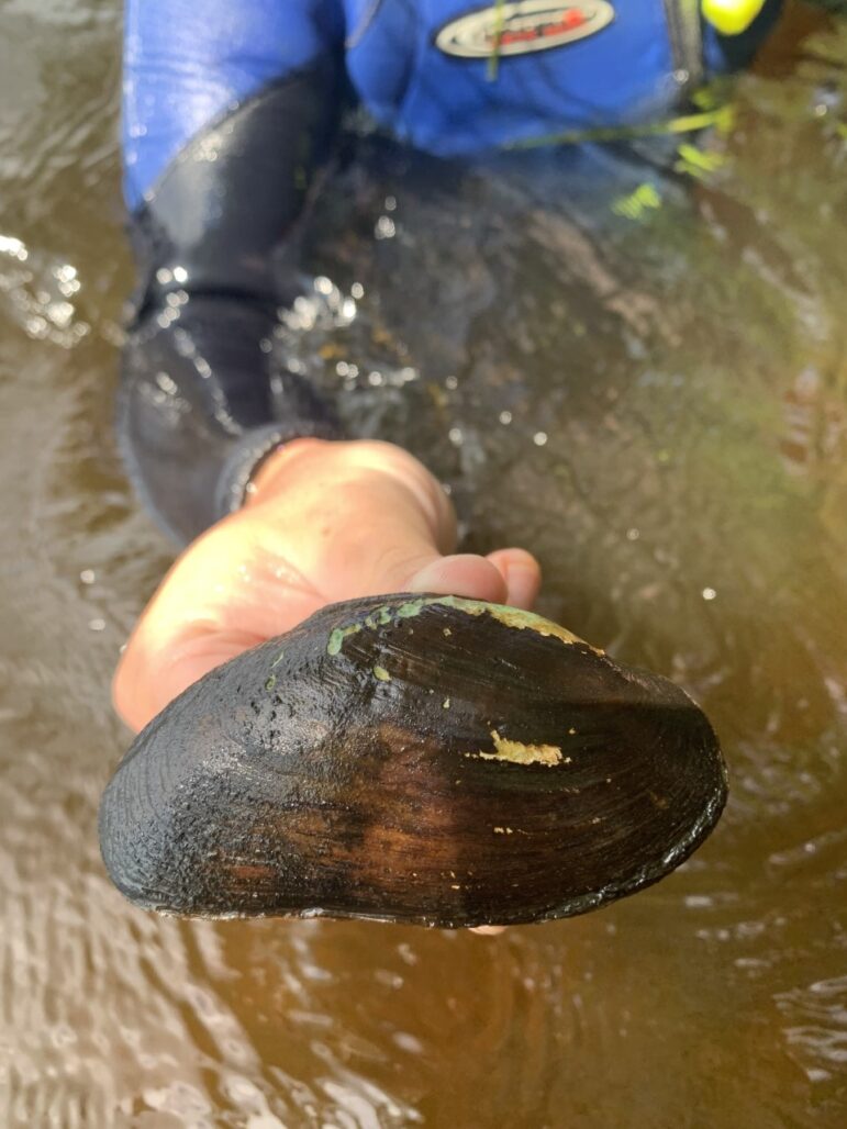 Michael Hillary of Lake Superior State University holds a freshwater mussel collected during a snorkeling survey