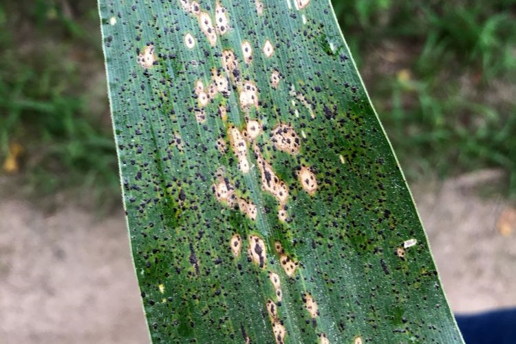 Tar spot is a fungus that attacks corn and causes production losses.