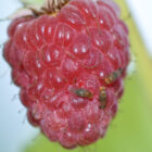 Spotted wing drosophila is an insect that lays its eggs on the inside of fruit, like this raspberry, causing it to rot.