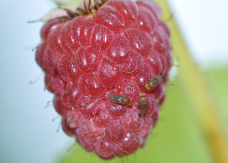 Spotted wing drosophila is an insect that lays its eggs on the inside of fruit, like this raspberry, causing it to rot.