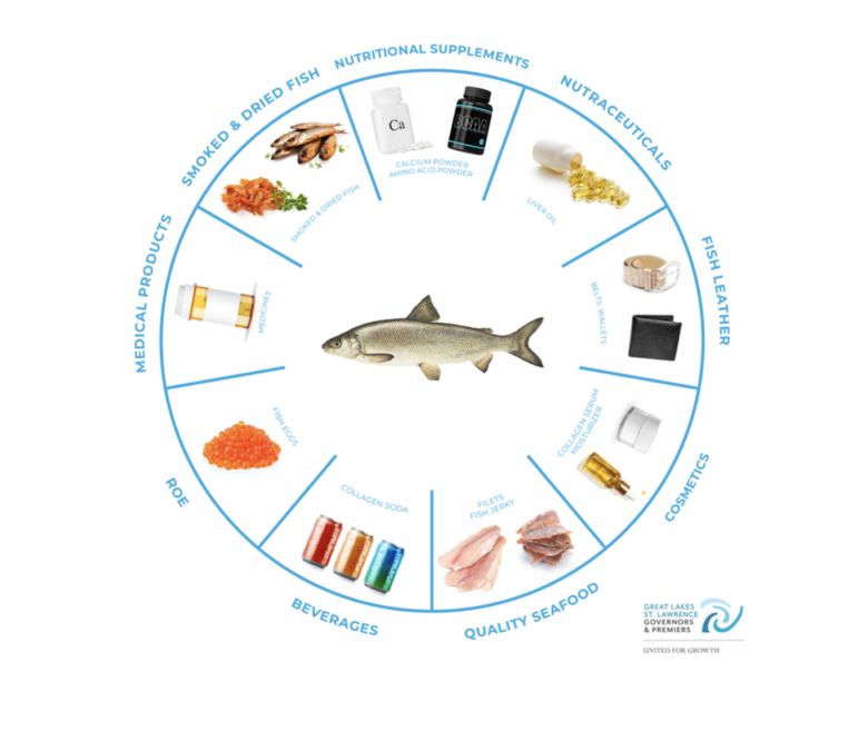 Potential uses for whitefish.