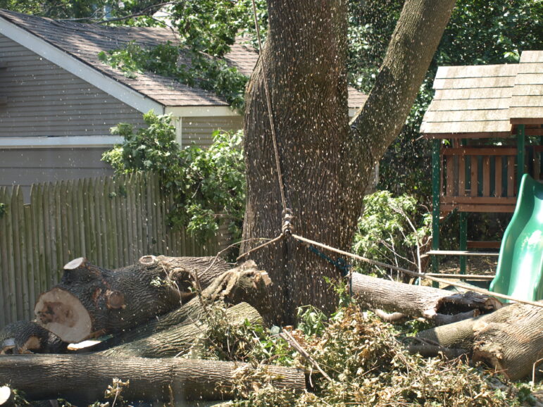 Maple being cut down.
