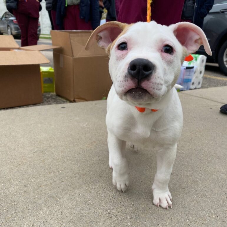 Pit bull at a mobile clinic in Detroit.