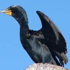 Double-crested cormorant numbers have grown in recent decades