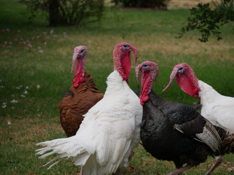 The avian flu has not harmed Michigan’s commercial turkey farms to date.