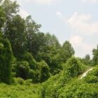 Kudzu covering an open forest landscape