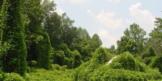 Kudzu covering an open forest landscape