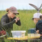 Erin Ford, the conservation manager at Audubon Great Lakes, bands chicks while their mother sits on the head of her assistant, Jenni Fuller, at Wigwam Bay State Wildlife Area in Michigan.