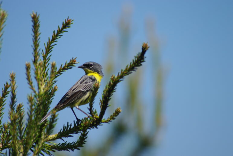 The Kirtland Warbler was downlisted from endangered to threatened.