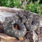 The U.S. Fish & Wildlife Service classifies the eastern massasauga rattlesnake as a threatened species.