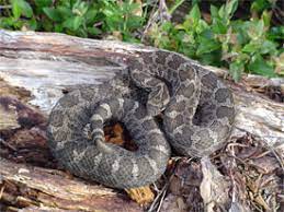 The U.S. Fish & Wildlife Service classifies the eastern massasauga rattlesnake as a threatened species. 
