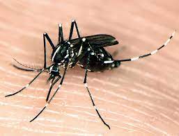Asian tiger mosquito.