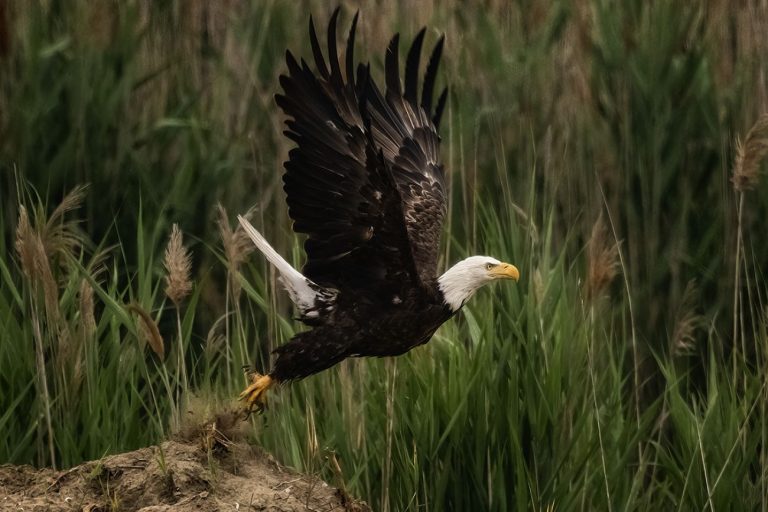 In July, a bald eagle took flight off from Harsens Island in St. Clair County, a rare sighting during this season, said Stacy Williams, the owner of Harsens Island Photography.