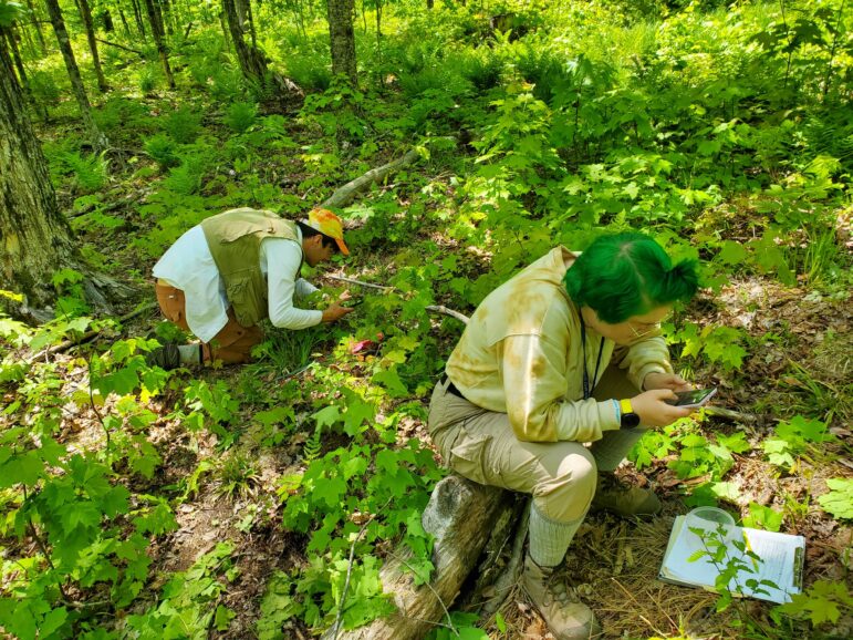 Michigan Tech graduate students Manuel Anderson and Shelby Lane-Clark check identification of plants while surveying for the impact of non-native earthworms.