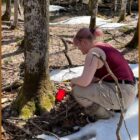 Michigan Tech graduate student Shelby Lane-Clark checks on maple sap being collected to test for chemical differences in forests with different amounts of earthworms present