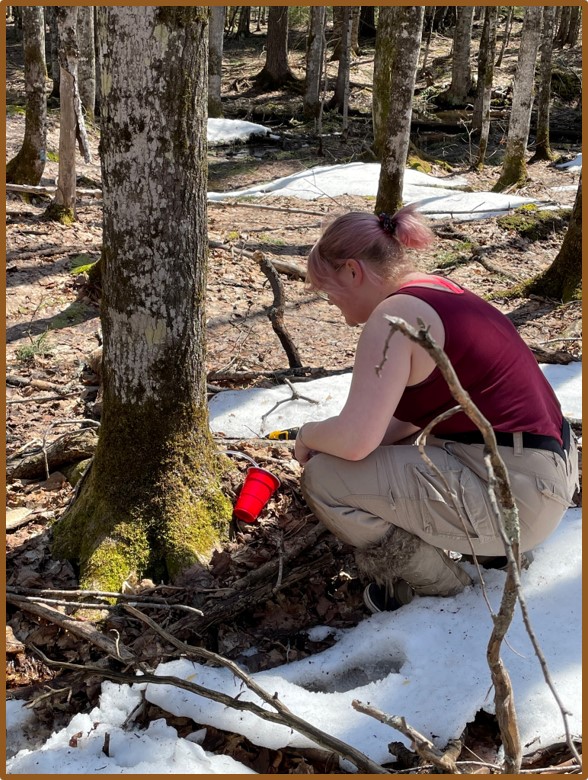 Michigan Tech graduate student Shelby Lane-Clark checks on maple sap being collected to test for chemical differences in forests with different amounts of earthworms present